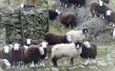 Herdwick Sheep